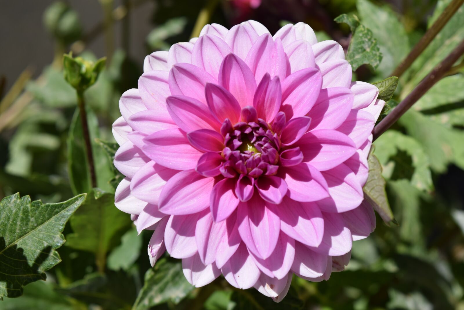 Nikon D3300 sample photo. Flower, natura, nature photography