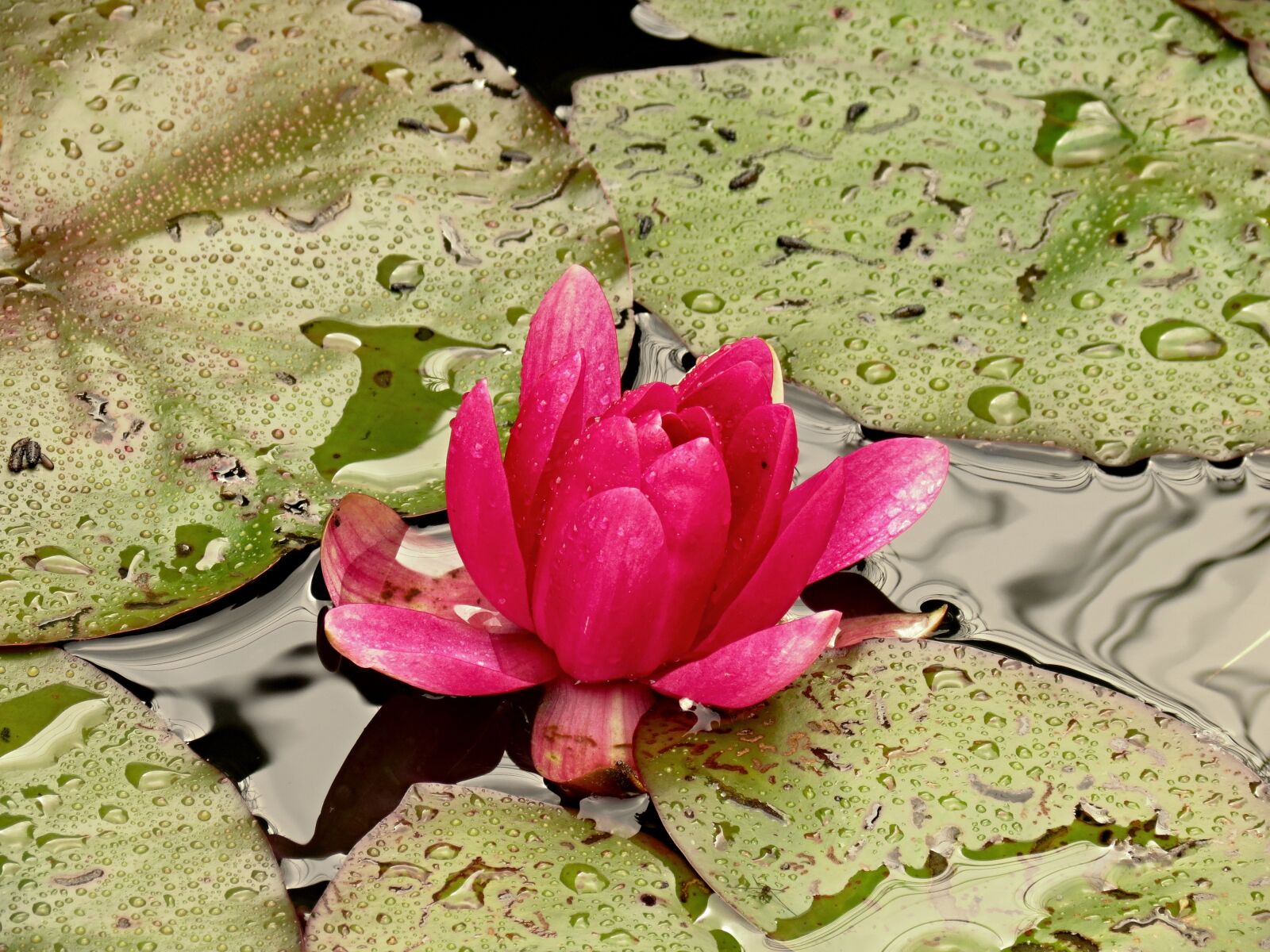 Canon PowerShot SX40 HS sample photo. Nuphar lutea, water lily photography