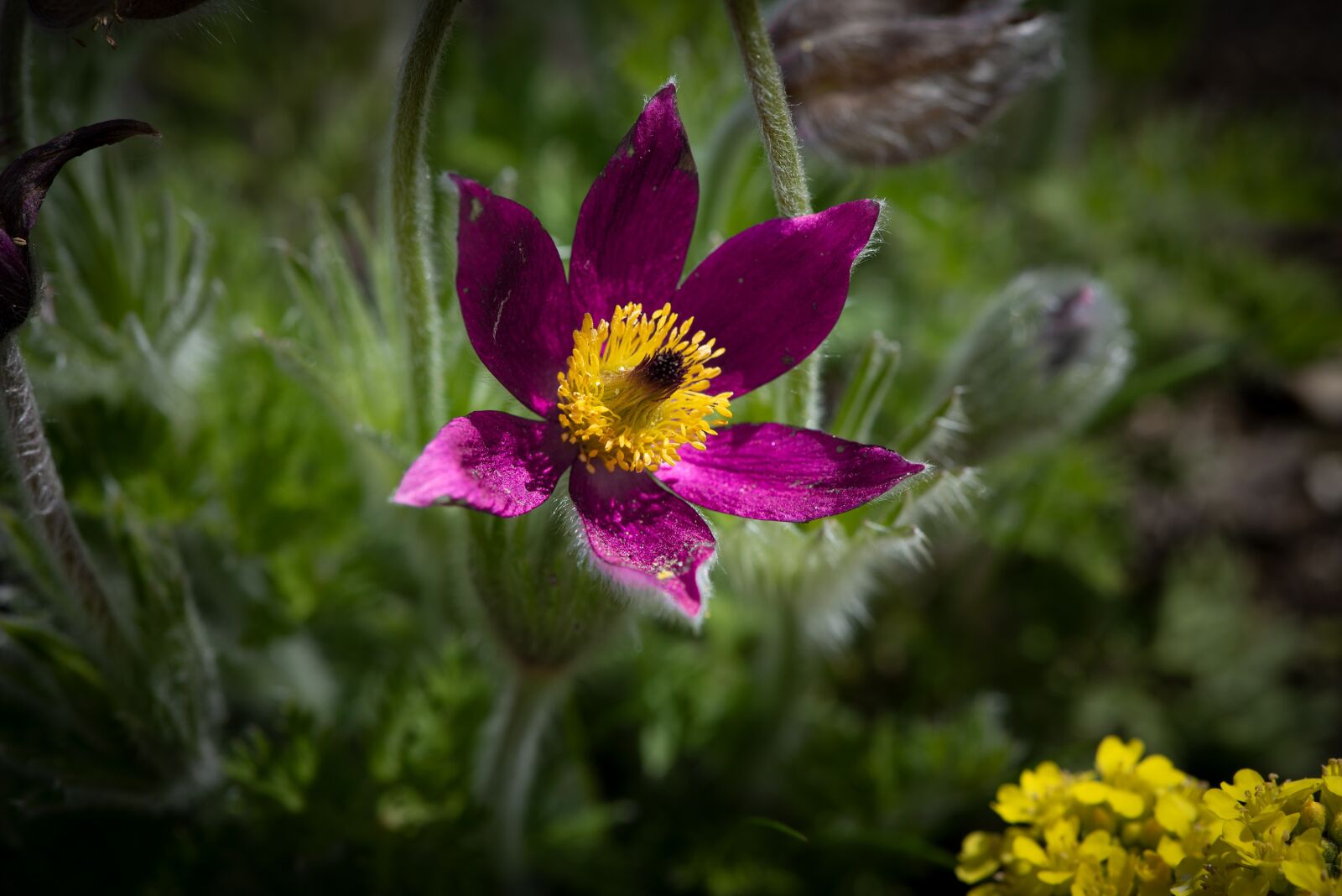 Nikon D750 sample photo. Anemone, flower, blossom photography
