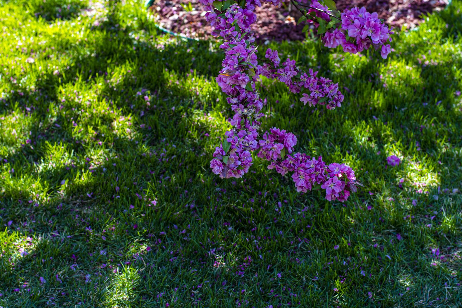 Nikon D7500 sample photo. Grassland, flowers, plant photography