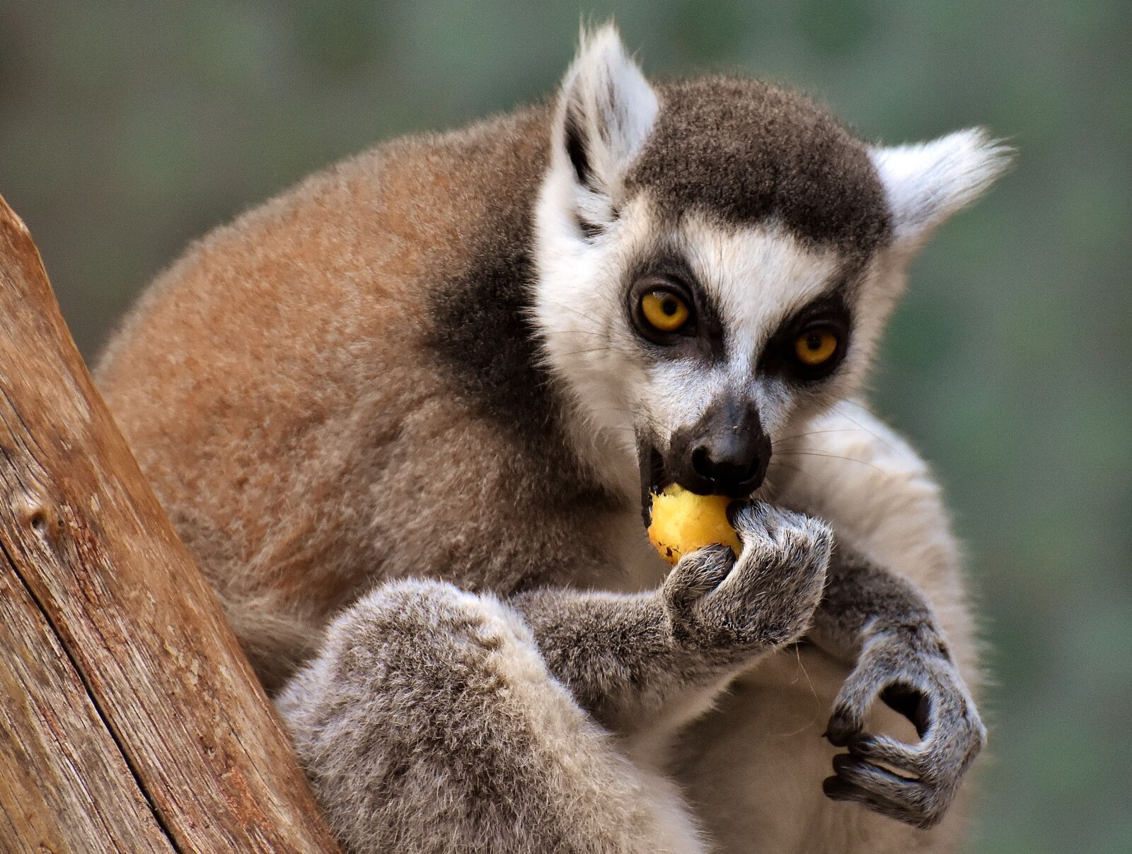 Nikon D7200 sample photo. Monkey, lemur, cute photography