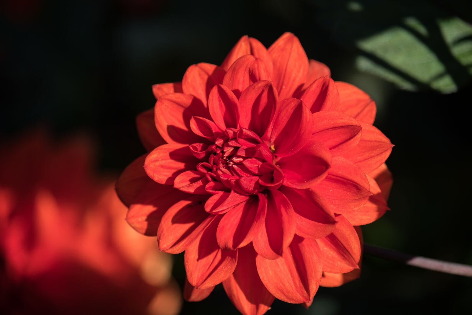 Canon EF-S 55-250mm F4-5.6 IS STM sample photo. Dahlia, blossom, bloom photography
