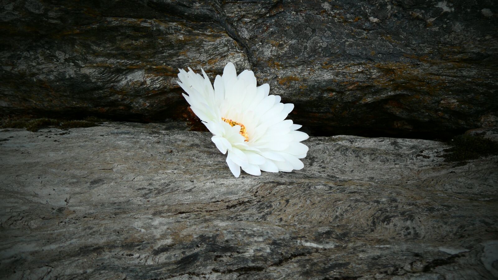 Samsung WB600 / VLUU WB600 /  WB610 sample photo. Flower, daisy, rock photography