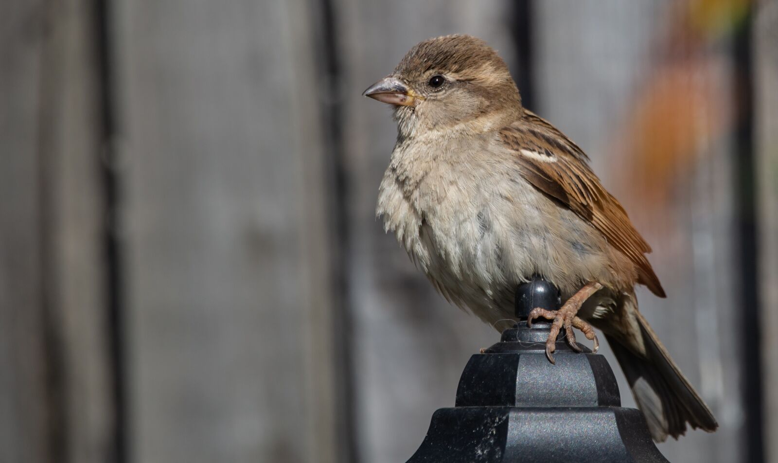 Canon EOS 5D Mark III + 150-600mm F5-6.3 DG OS HSM | Contemporary 015 sample photo. Female garden sparrow, garden photography