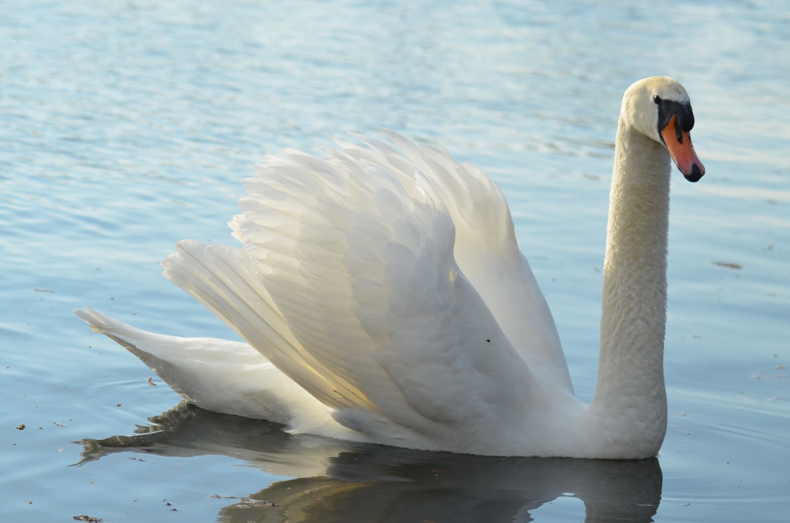 Nikon D5100 sample photo. Swan, pond, white photography