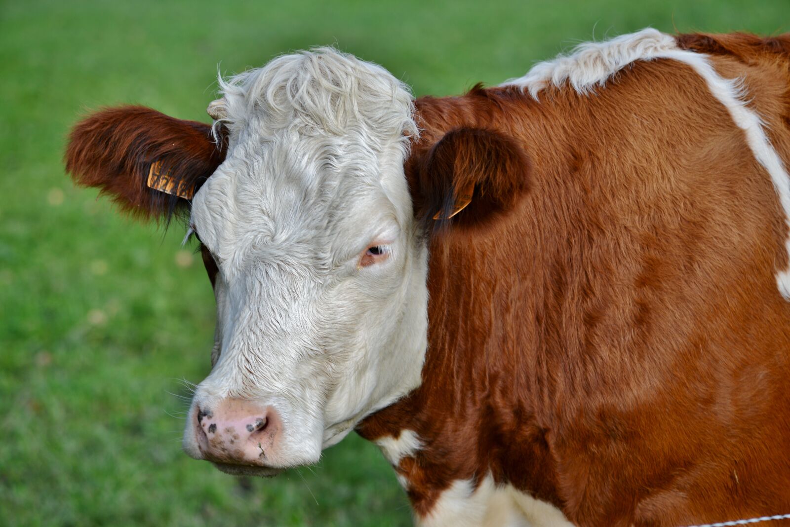 Nikon D600 sample photo. Cow, herkauwer, mammal photography