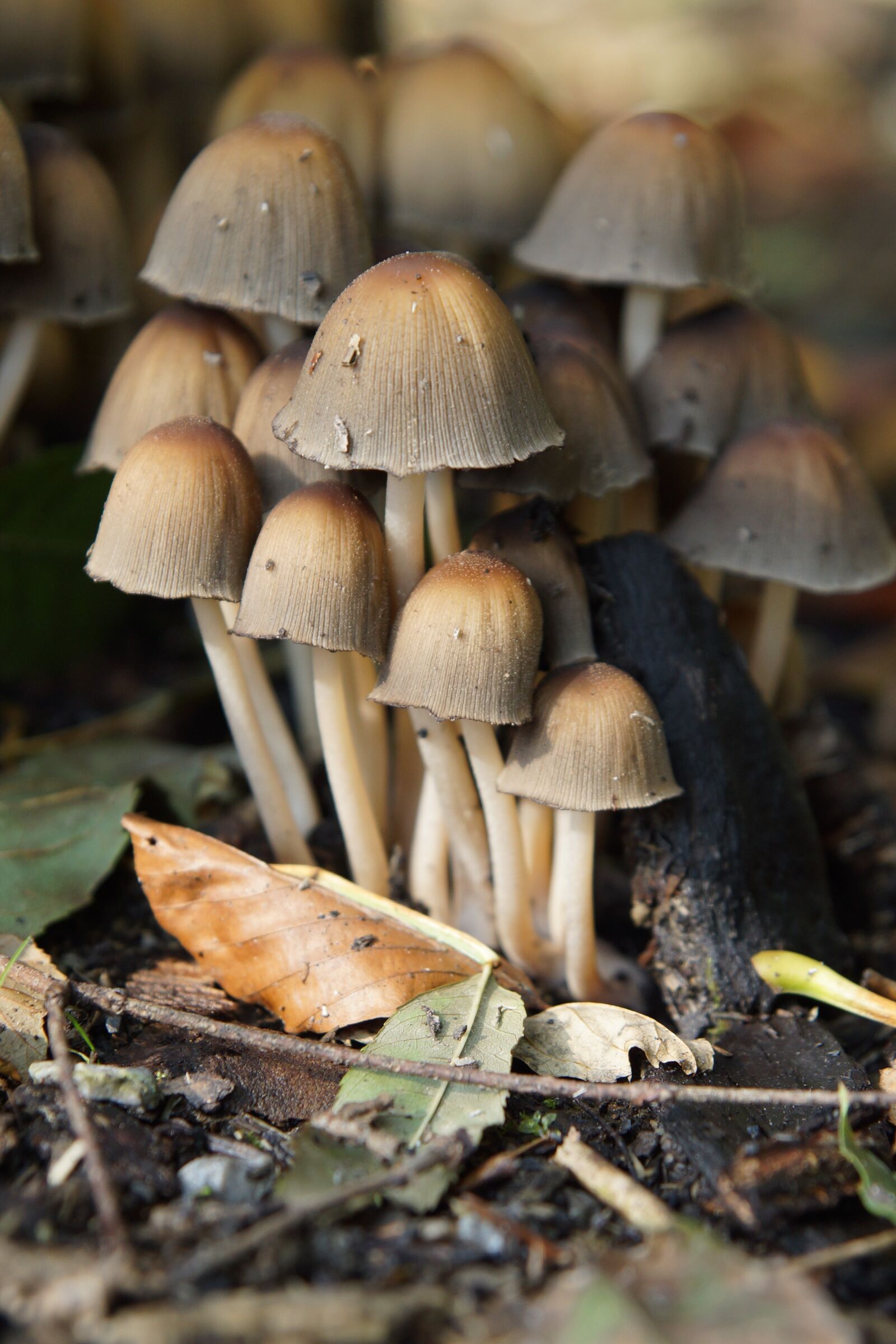 24-70mm F2.8 sample photo. Nature, mushrooms, forest photography