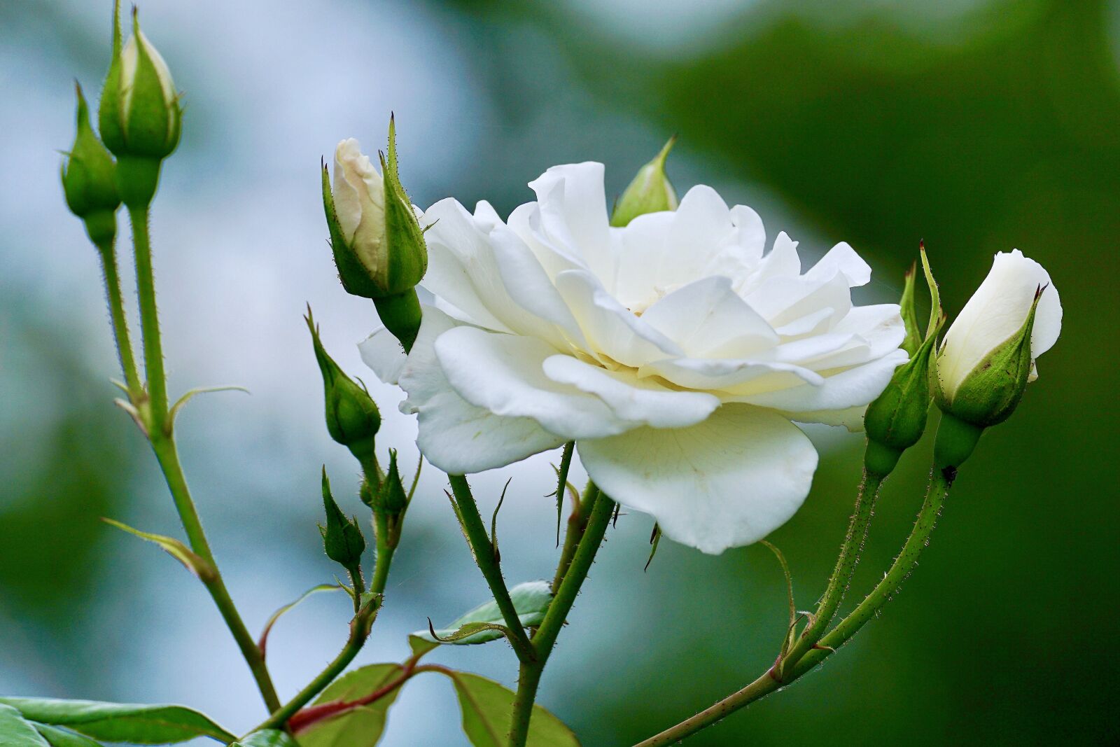Sony DT 55-300mm F4.5-5.6 SAM sample photo. Roses, white, white rose photography
