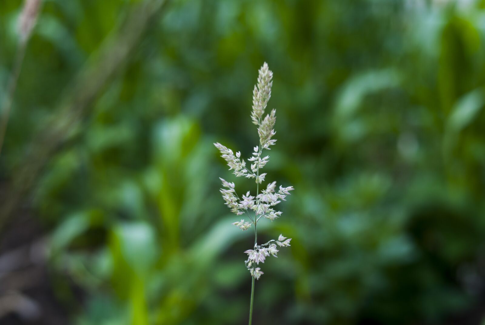 Nikon D60 sample photo. Nature, plant, leaf photography