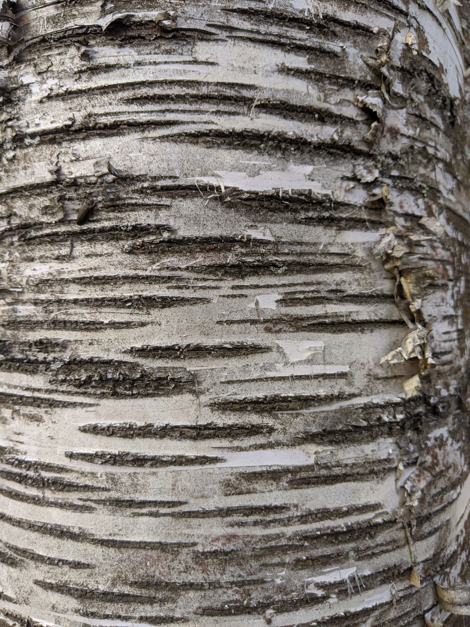 Google Pixel 3a XL sample photo. Birch, bark, tree photography