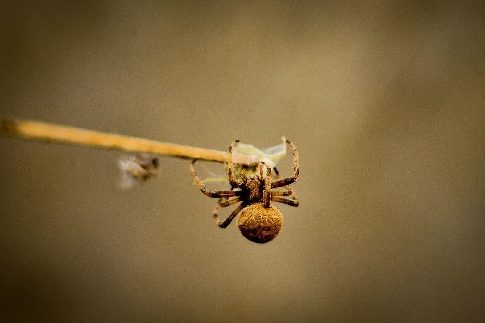 Canon EOS 1100D (EOS Rebel T3 / EOS Kiss X50) sample photo. Spiders, arachnid, arachnophobia photography