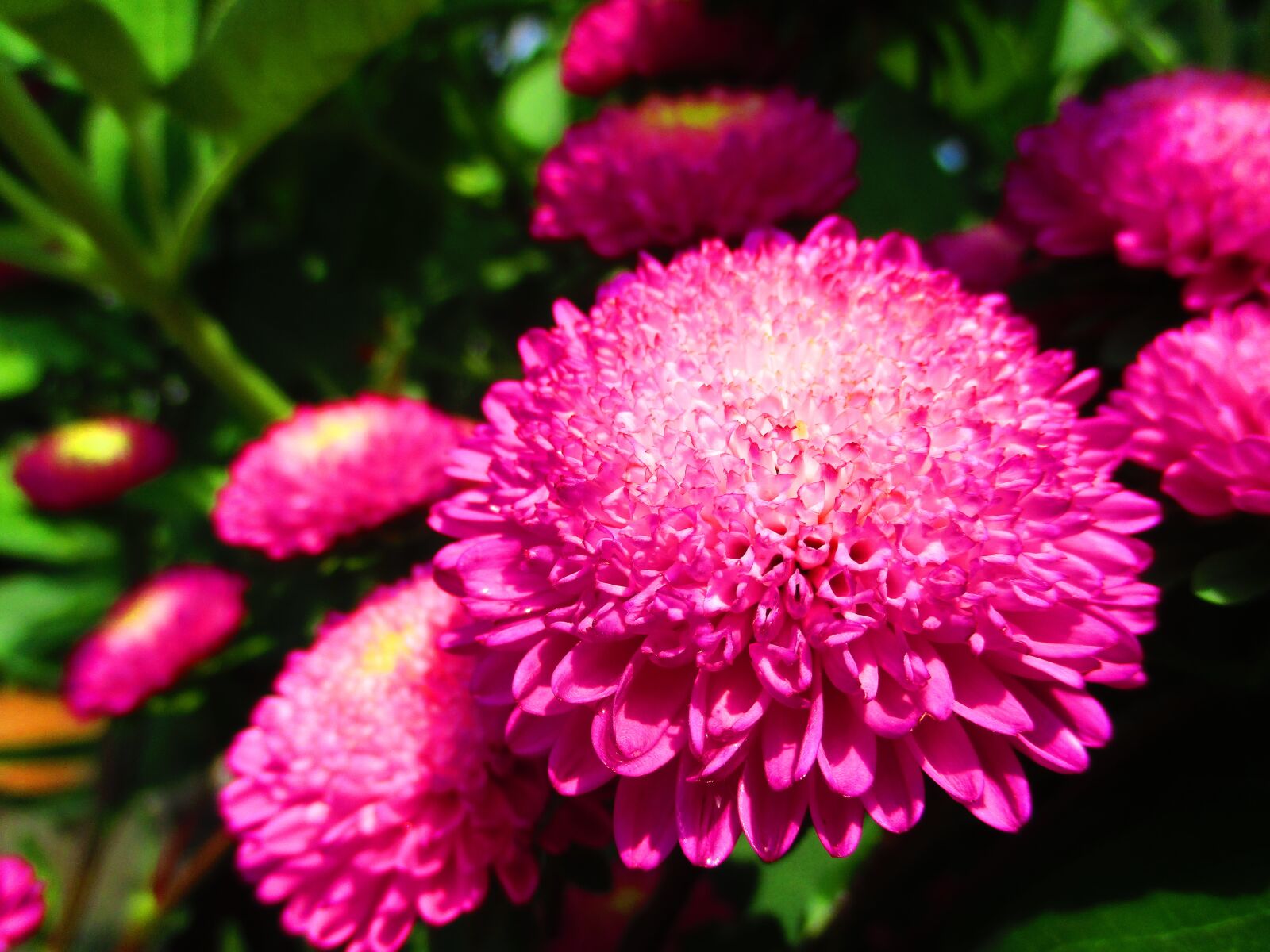 Canon PowerShot ELPH 160 (IXUS 160 / IXY 150) sample photo. Flower, red flower, beautiful photography