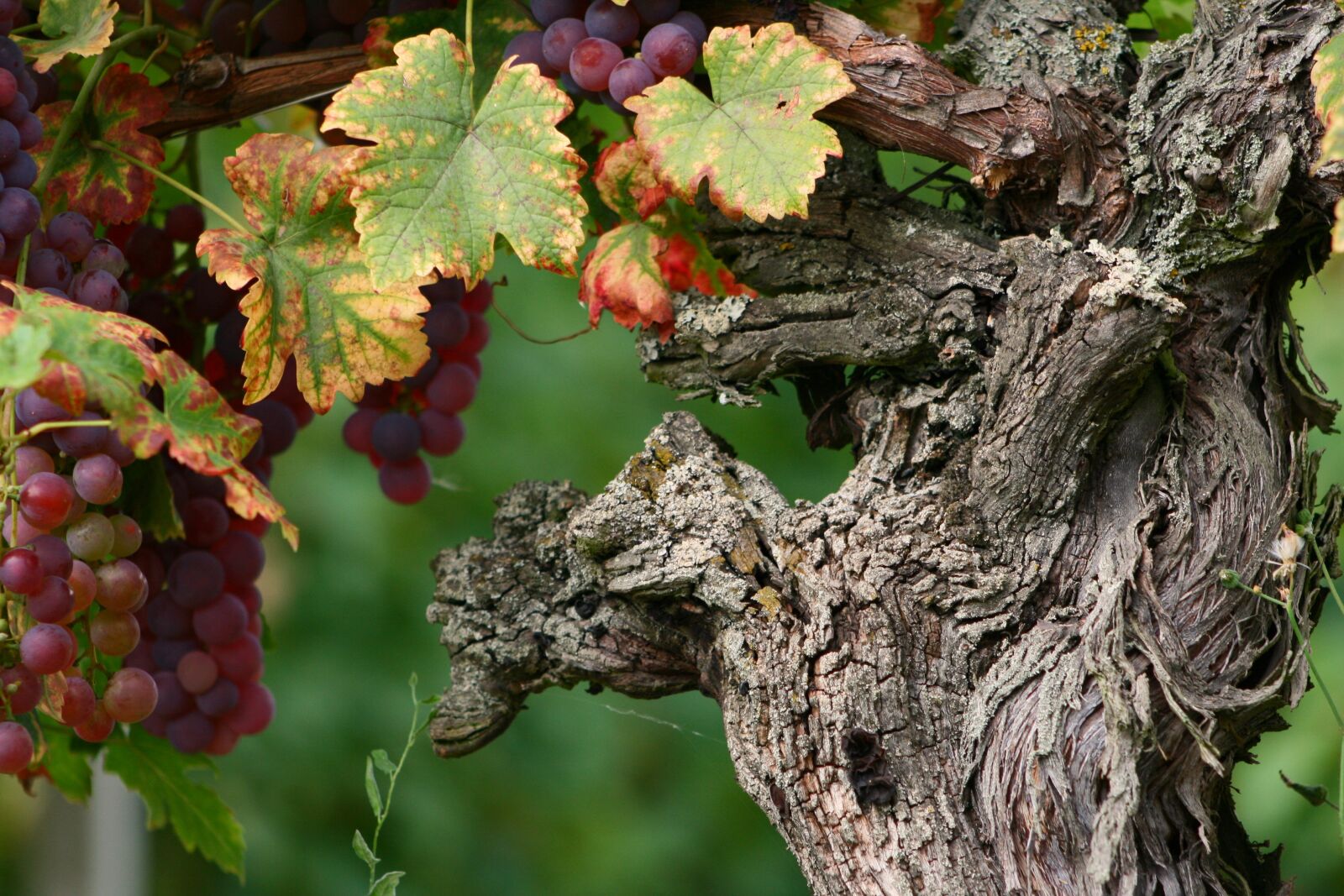Canon EOS 400D (EOS Digital Rebel XTi / EOS Kiss Digital X) sample photo. Wine, vines, grapes photography