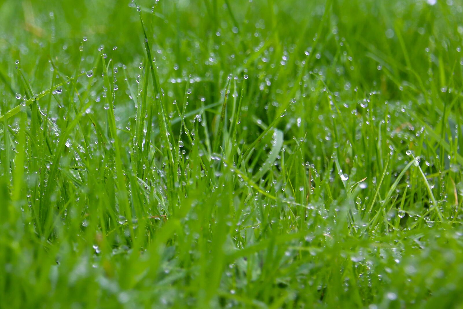 Canon EOS 70D sample photo. Grass, rain, what photography