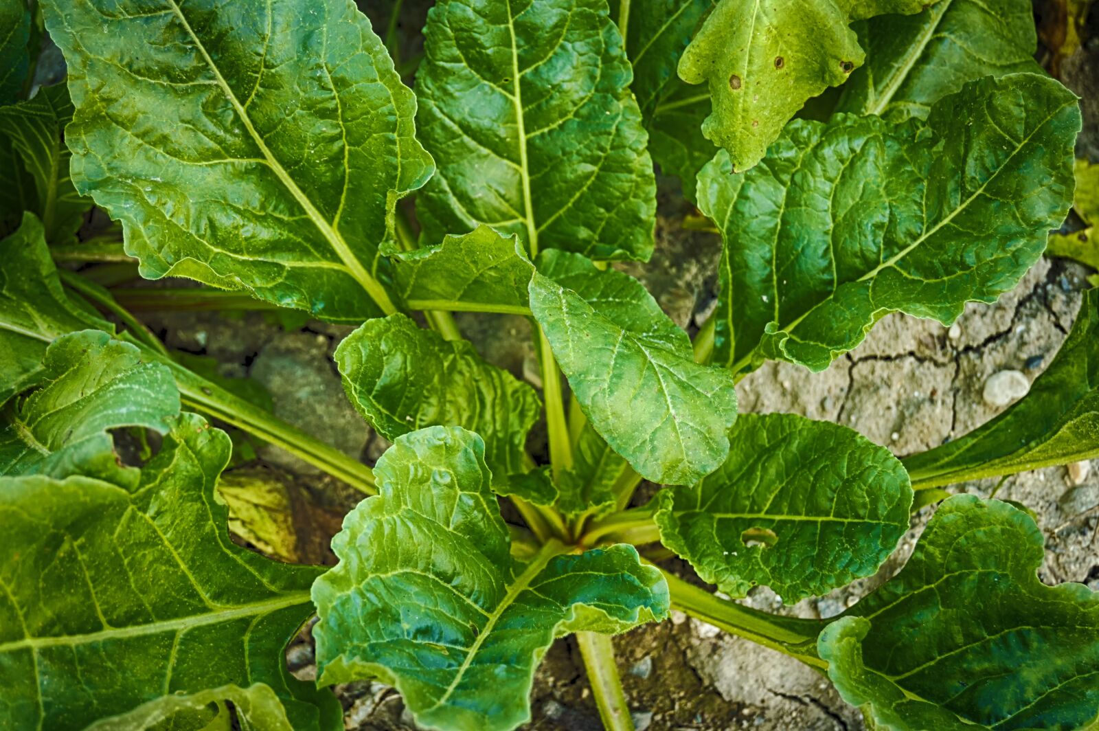 Nikon D3200 sample photo. Spinach, green leaves, vegetables photography