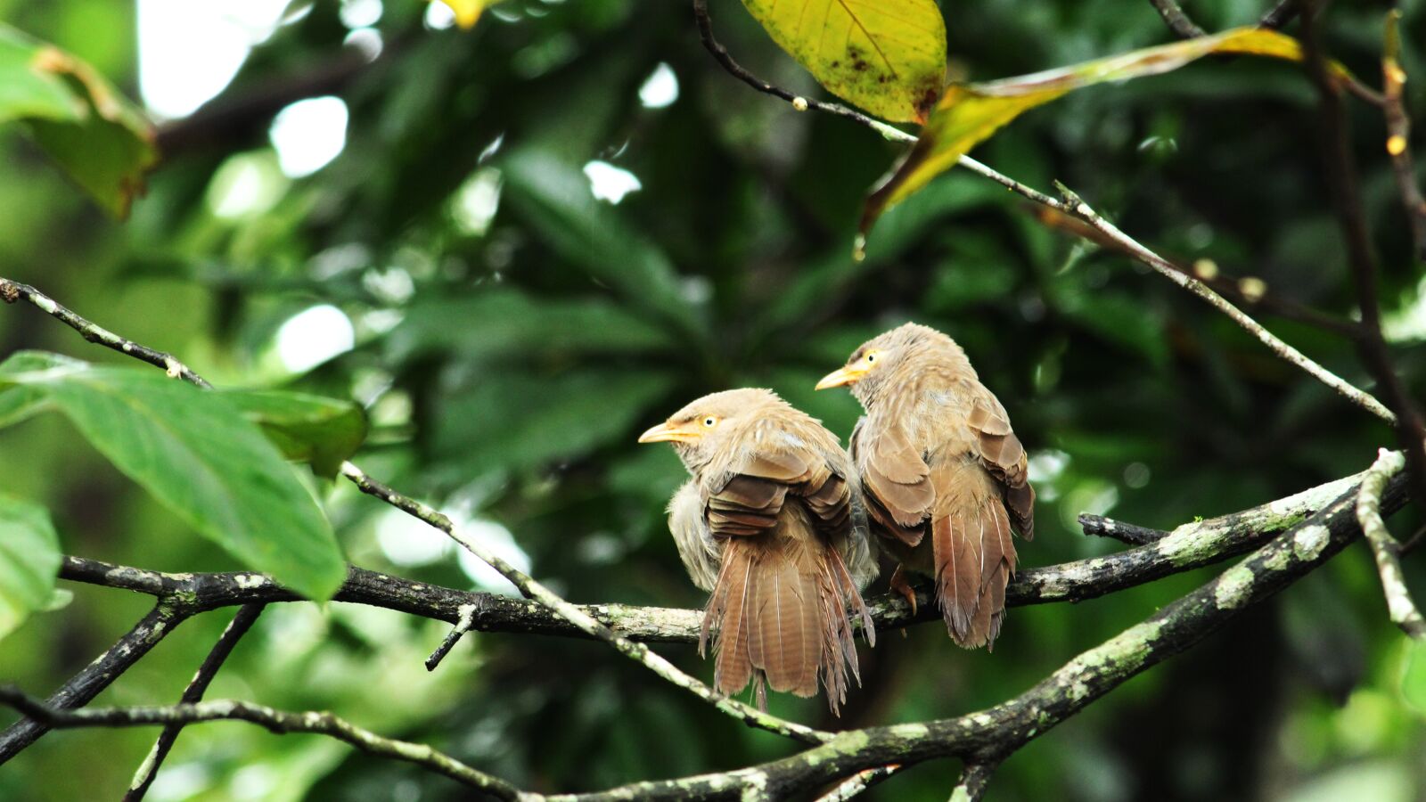 Canon EOS 1300D (EOS Rebel T6 / EOS Kiss X80) sample photo. Bird, avian, pair photography