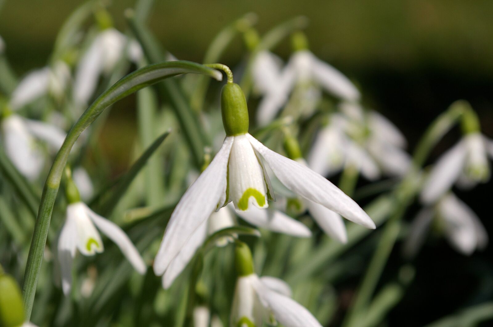 Pentax *ist DL2 sample photo. Snowdrop, spring, flower photography