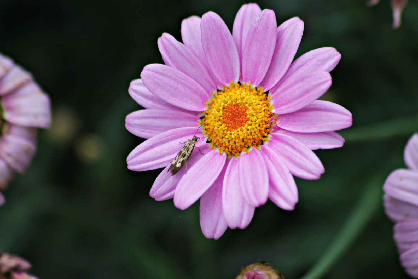 Canon EOS 1100D (EOS Rebel T3 / EOS Kiss X50) sample photo. Flower, symbiosis, flora photography