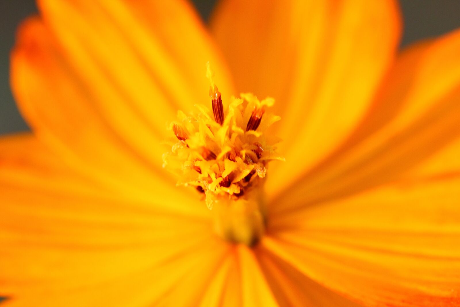Canon EF 100mm F2.8L Macro IS USM sample photo. Yellow flower, natural, close photography