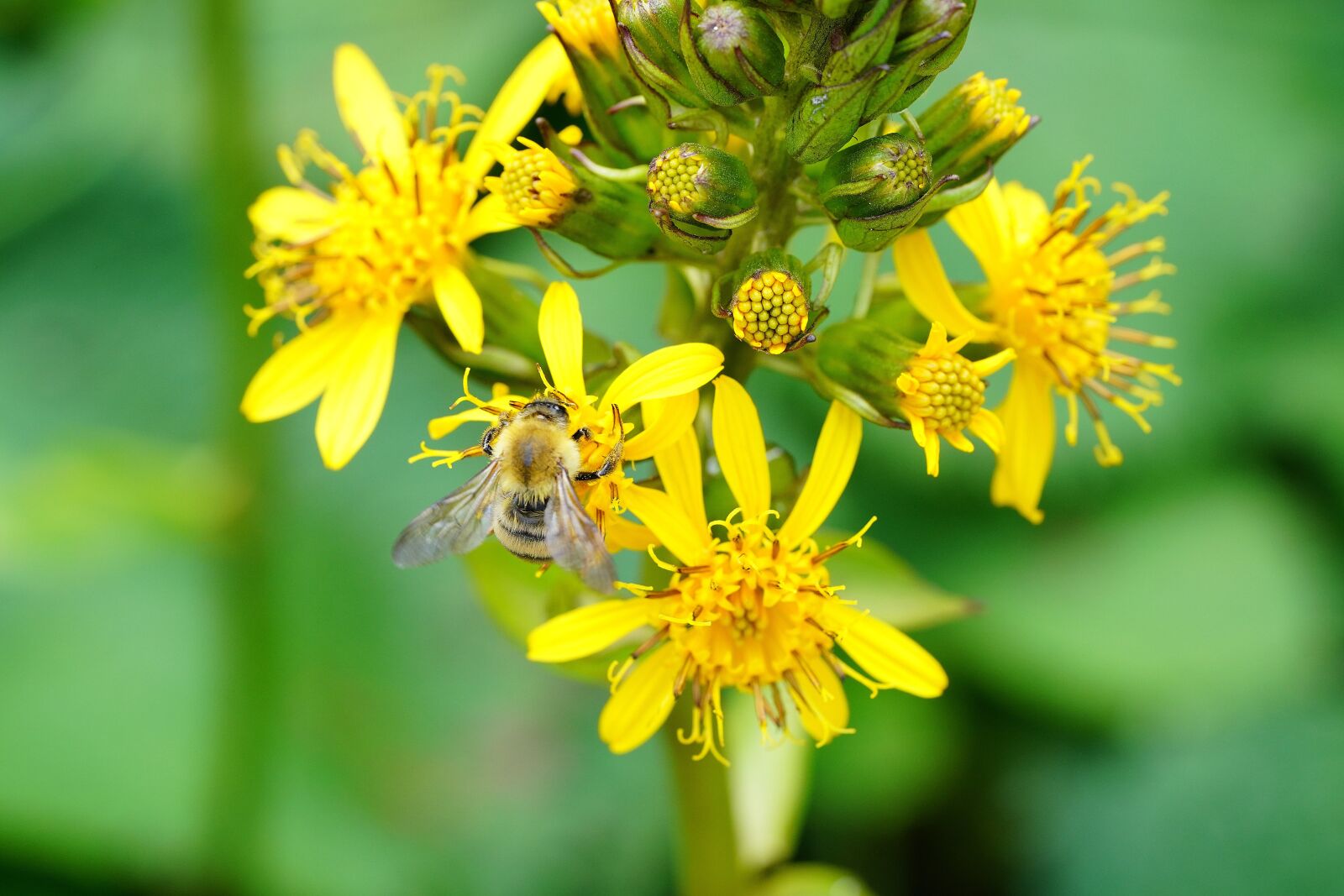 Sony a7R III + Sony FE 90mm F2.8 Macro G OSS sample photo. Wildflower, wild, flower photography