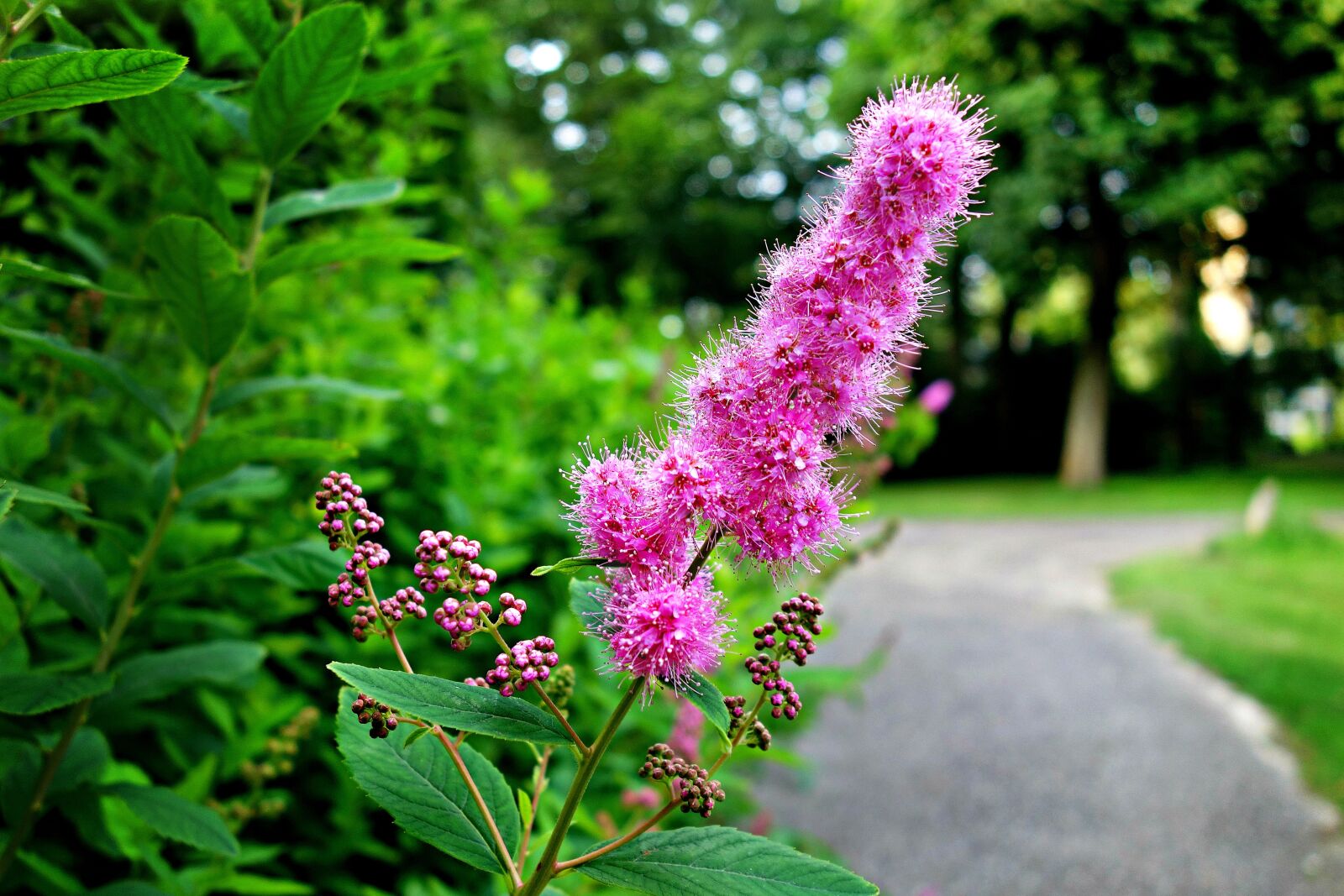Sony Cyber-shot DSC-RX100 sample photo. Flower, pink flower, shrub photography
