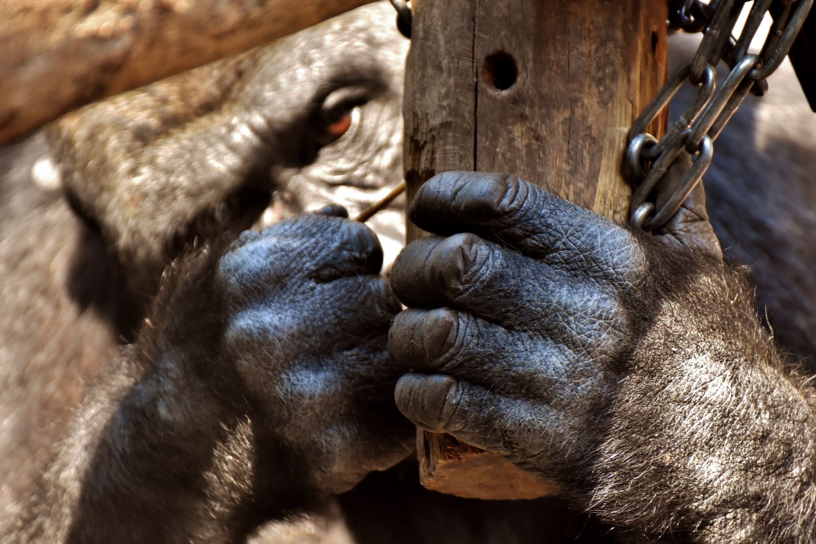 Nikon D7200 sample photo. Gorilla, feeding, playful photography