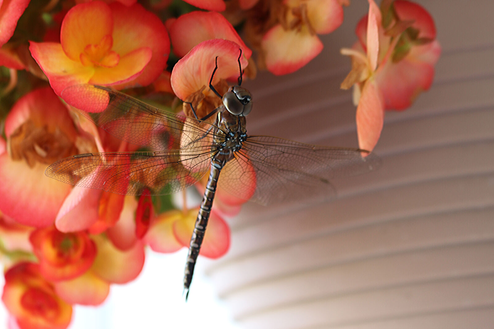 Canon EF-S 18-55mm F3.5-5.6 IS STM sample photo. Dragonfly, dragonfly, wing, insects photography