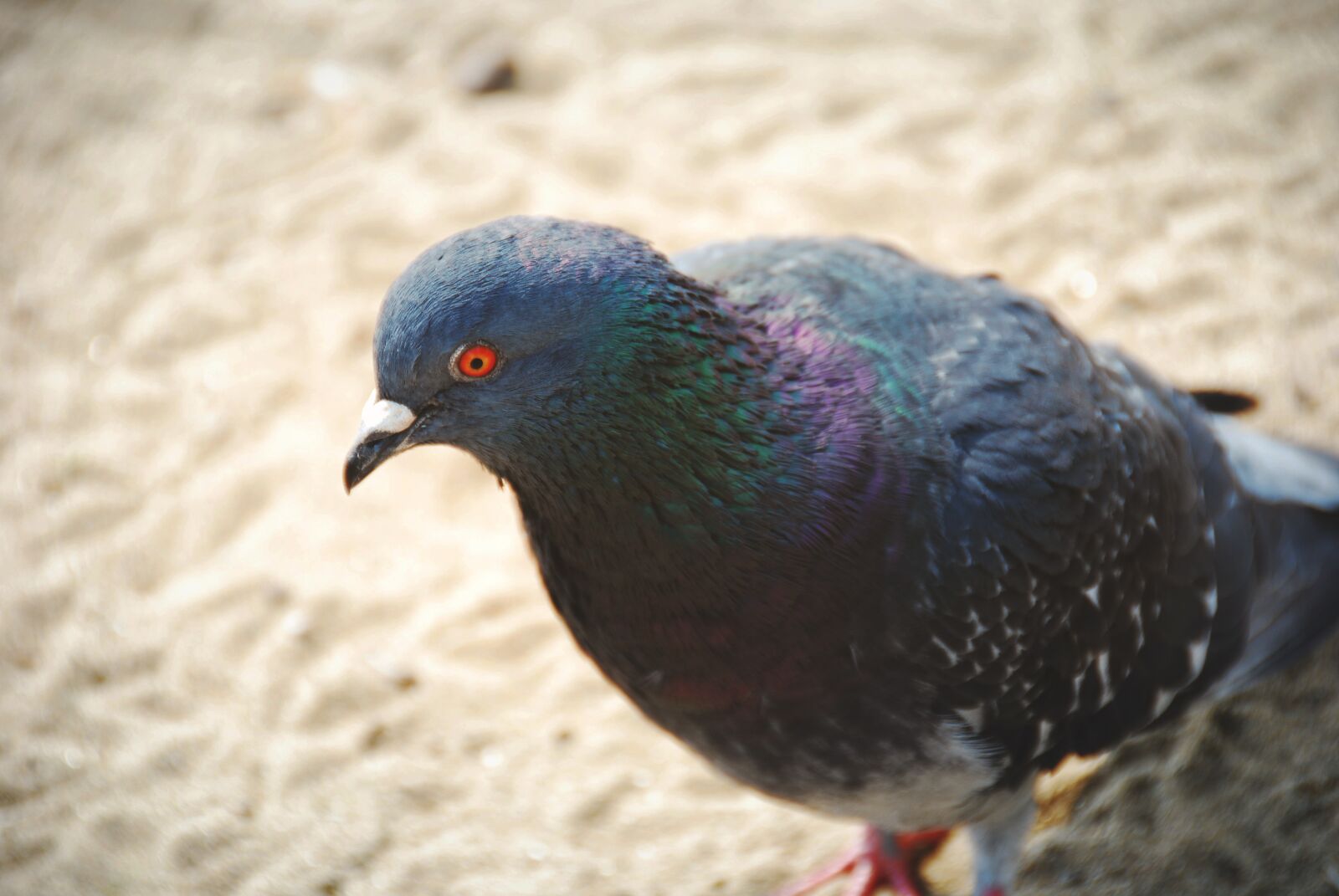 Nikon D40X sample photo. Pigeon, feather, red photography