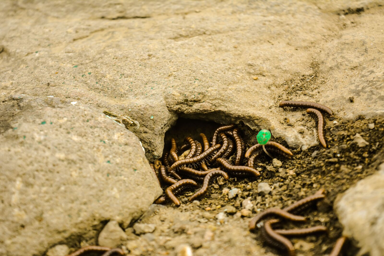 Nikon D5200 sample photo. Worms, nature, worm photography