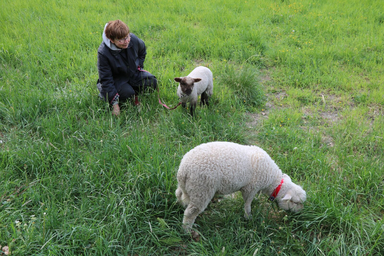 Canon EOS 750D (EOS Rebel T6i / EOS Kiss X8i) sample photo. The sheep, lamb, summer photography