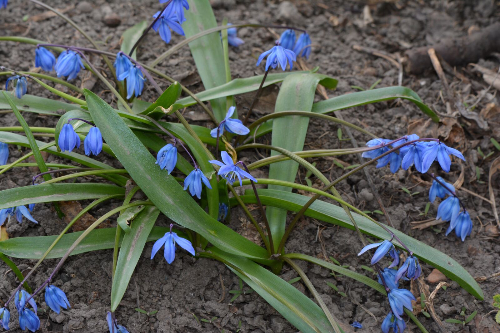 Nikon D5200 sample photo. Spring, flowers, flower photography