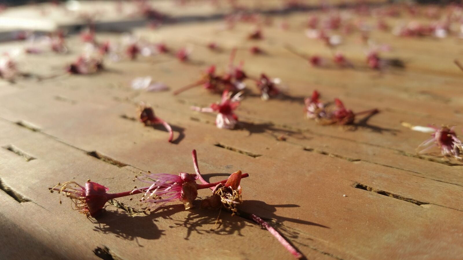 Samsung Galaxy S5 sample photo. Nature, outdoors, desktop photography