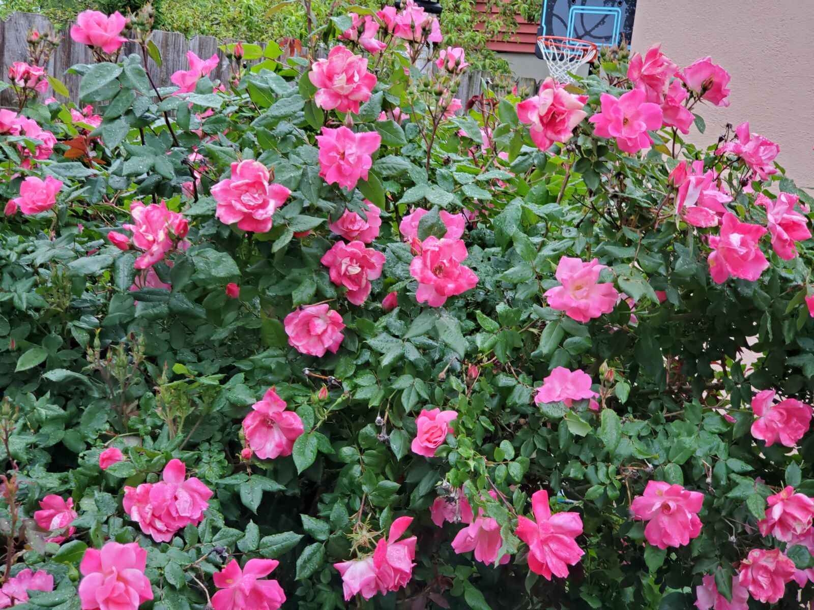 Samsung Galaxy S10 sample photo. Rosebush, roses, garden photography