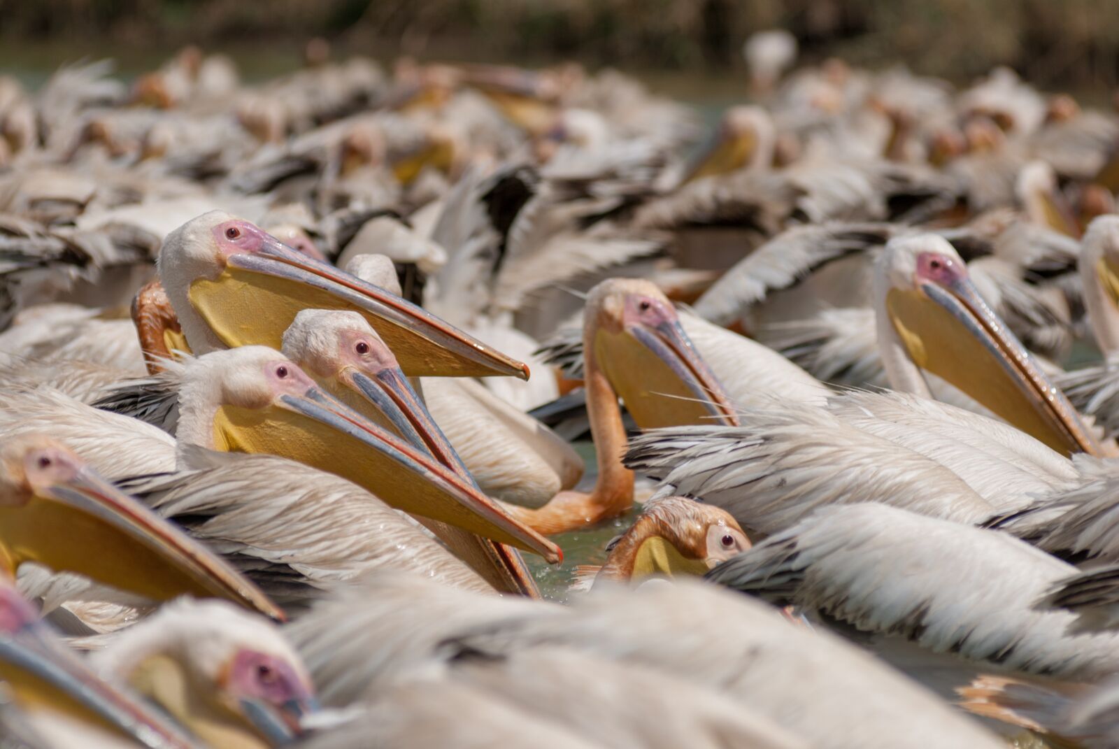 Nikon D80 sample photo. Wildlife, bird, nature photography