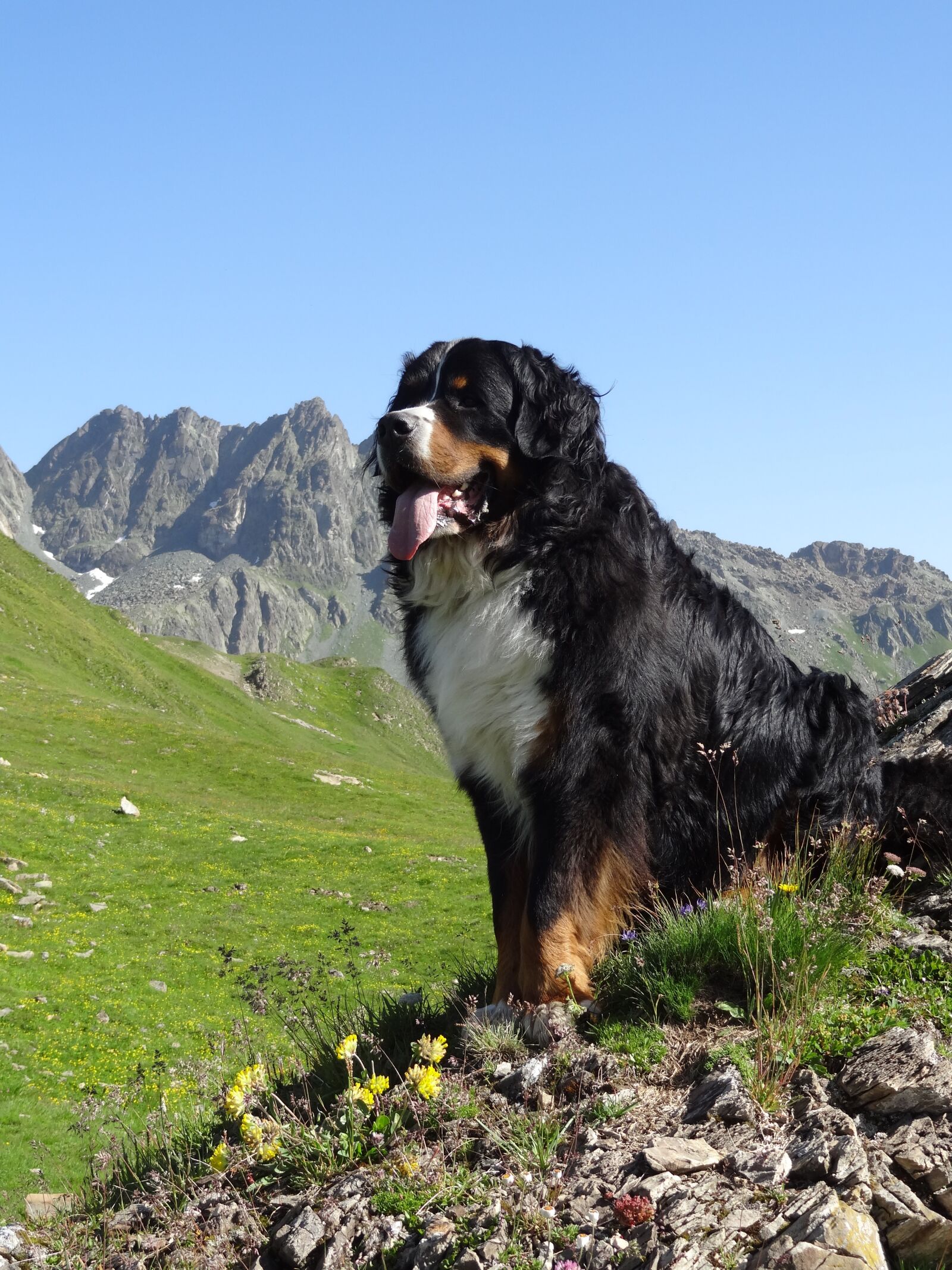 Sony Cyber-shot DSC-HX10V sample photo. Bernese mountain dog, animal photography