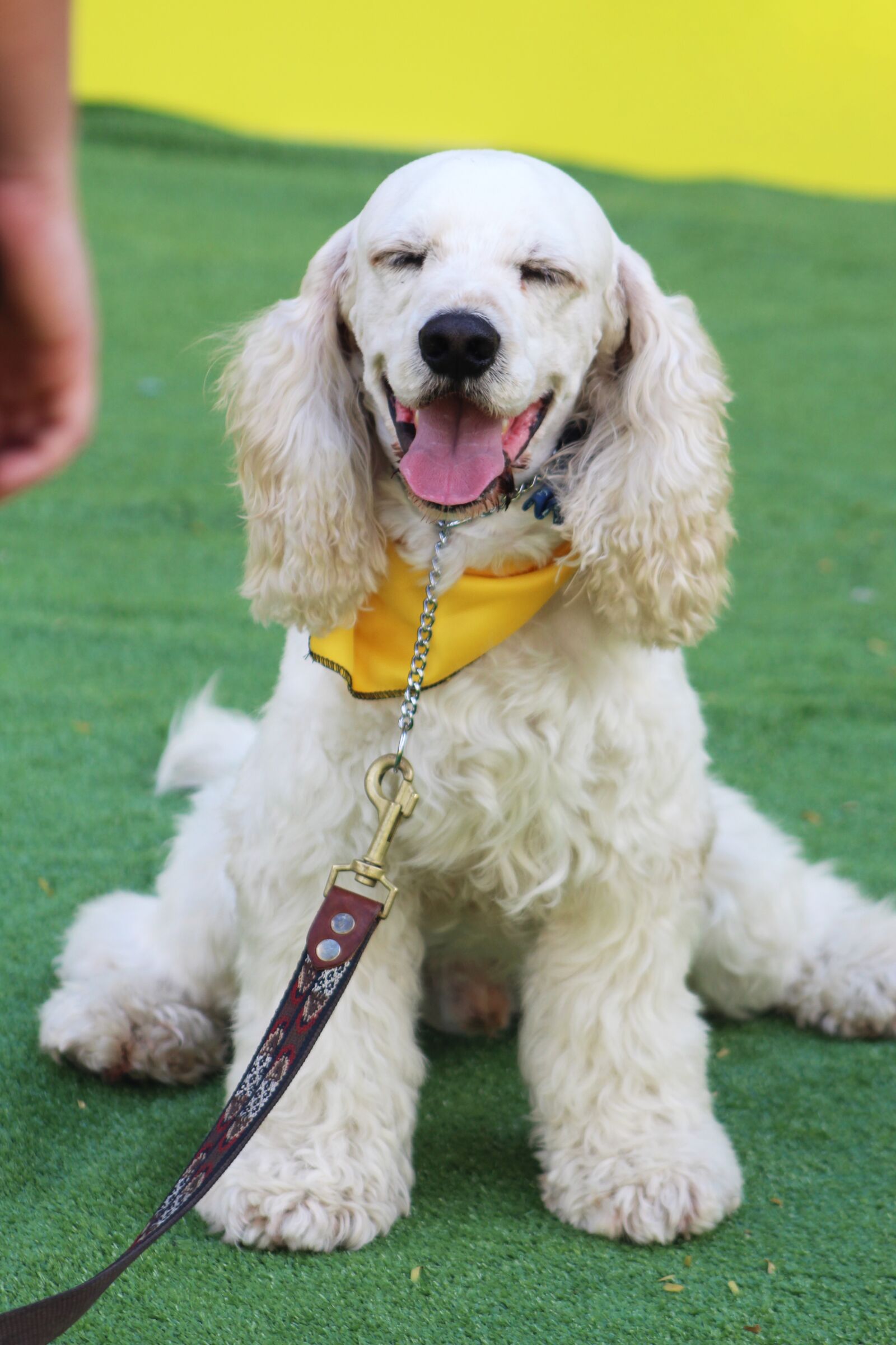 Canon EOS 1300D (EOS Rebel T6 / EOS Kiss X80) + Canon EF75-300mm f/4-5.6 sample photo. Cocker spaniel, white fur photography