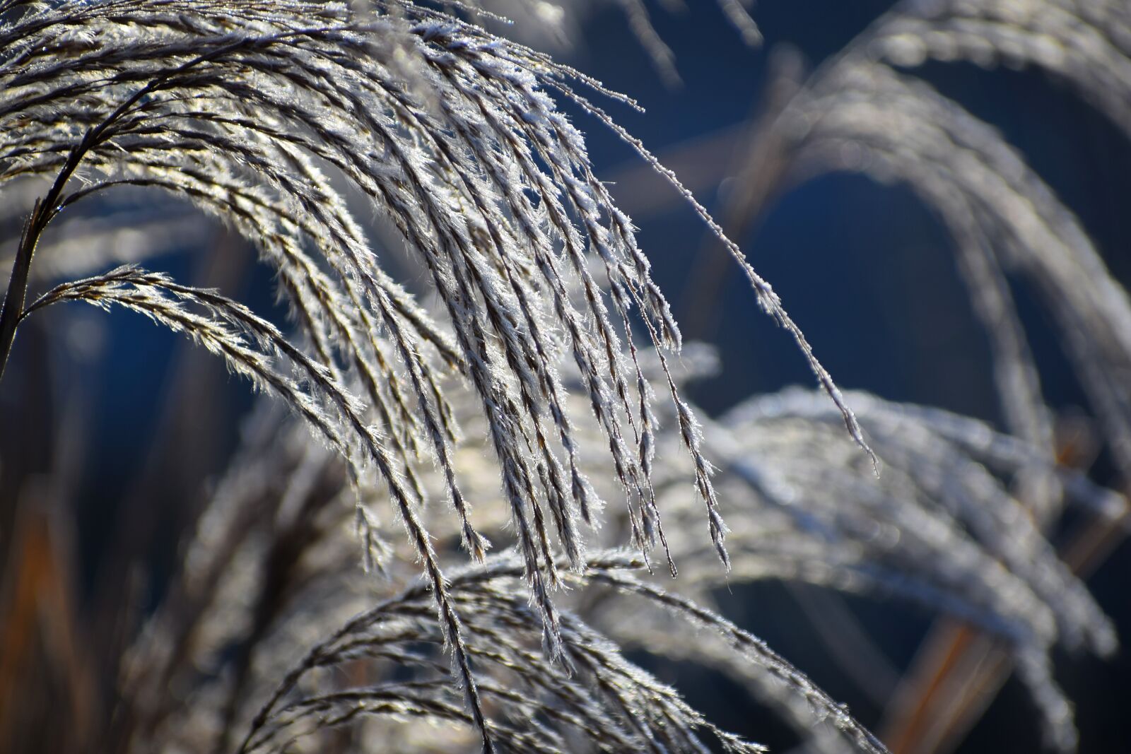 Nikon D3300 sample photo. Nature, outdoor, winter photography