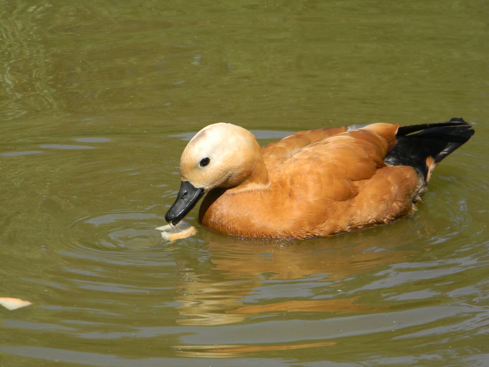 Nikon Coolpix L110 sample photo. Duck, pond, nature photography