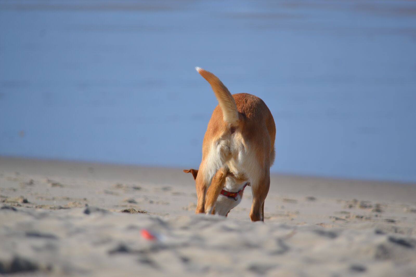 Nikon D3100 sample photo. Beach, dog, mar photography