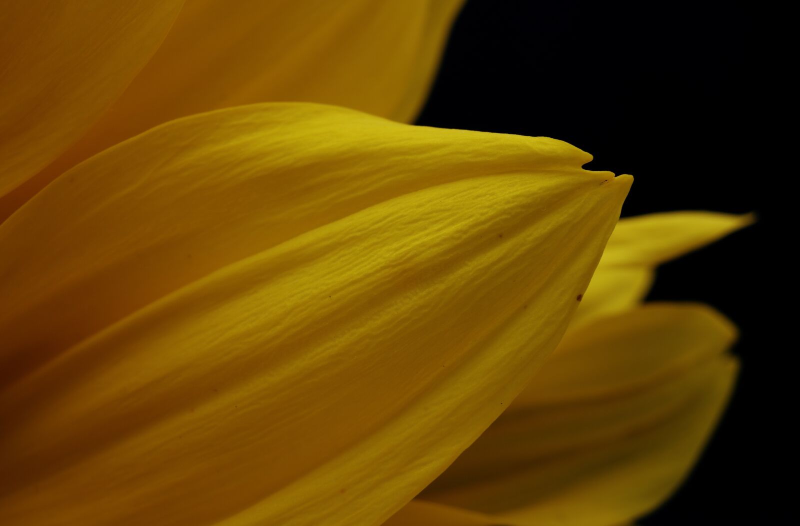 Canon EOS 750D (EOS Rebel T6i / EOS Kiss X8i) sample photo. Flower, petal, stem photography