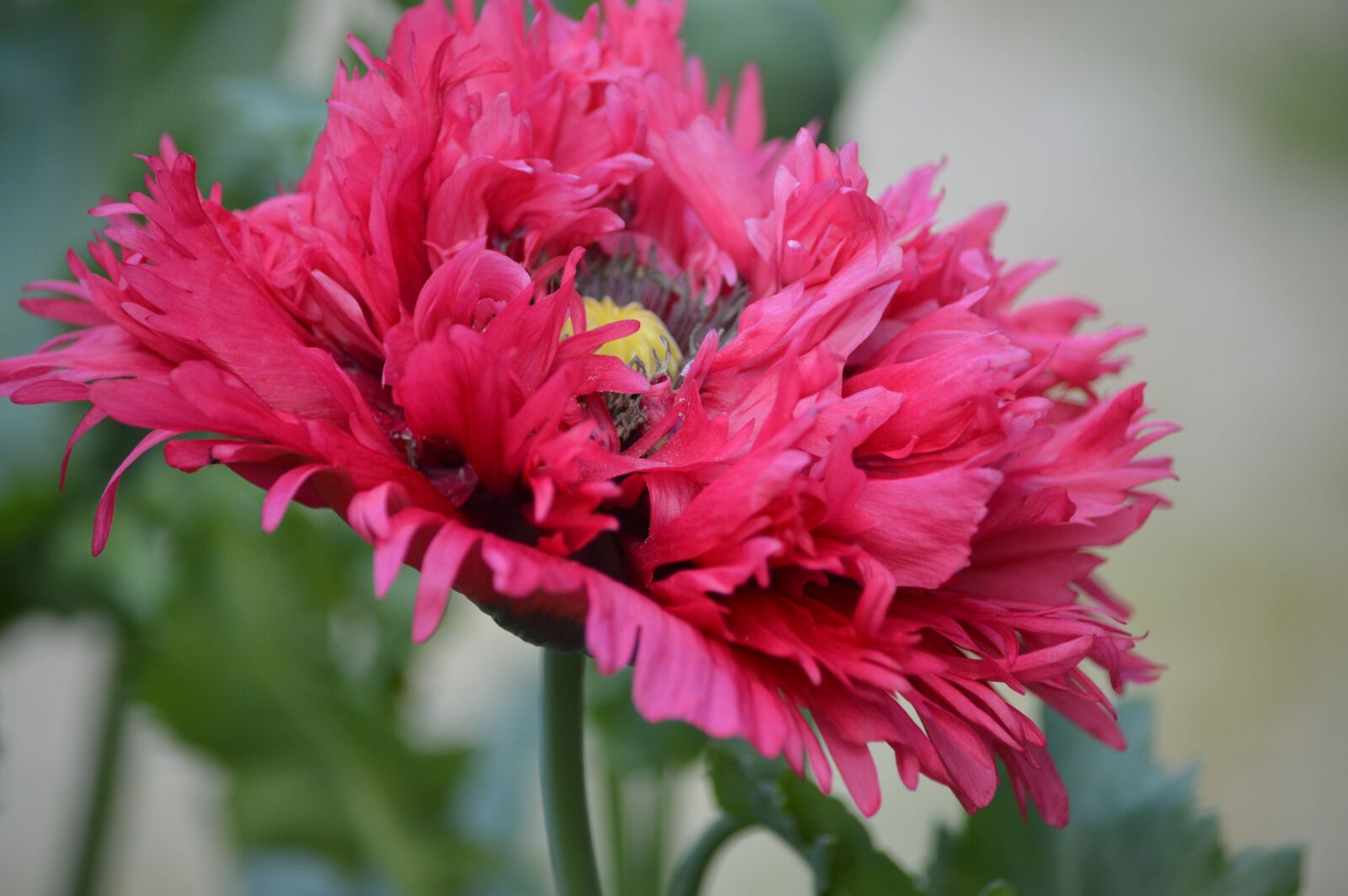 Nikon D3200 sample photo. Poppy, flower, nature photography