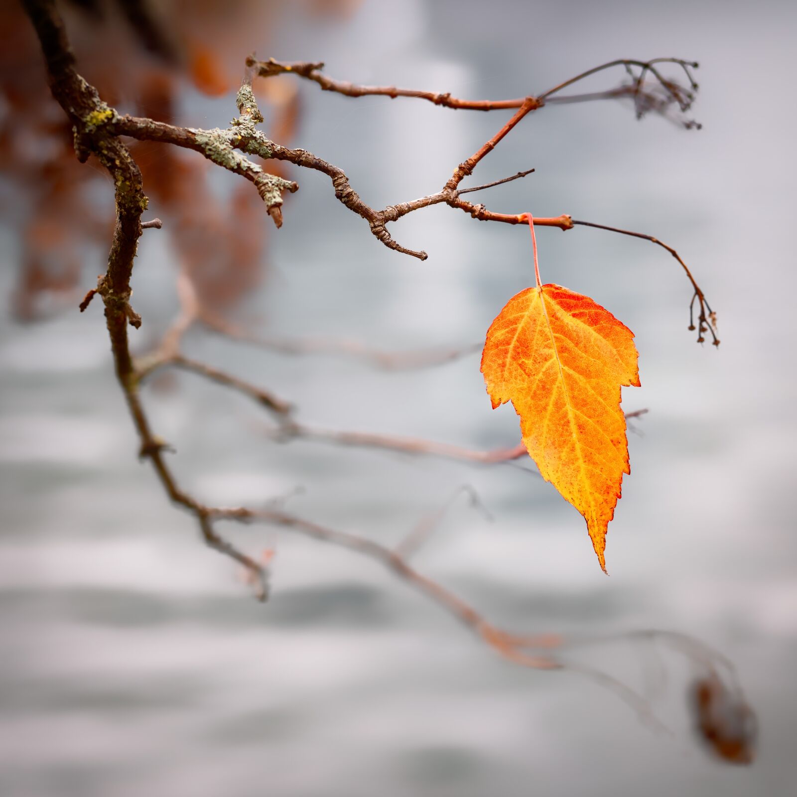 Olympus M.Zuiko Digital ED 45mm F1.2 Pro sample photo. Autumn, autumn colours, leaf photography