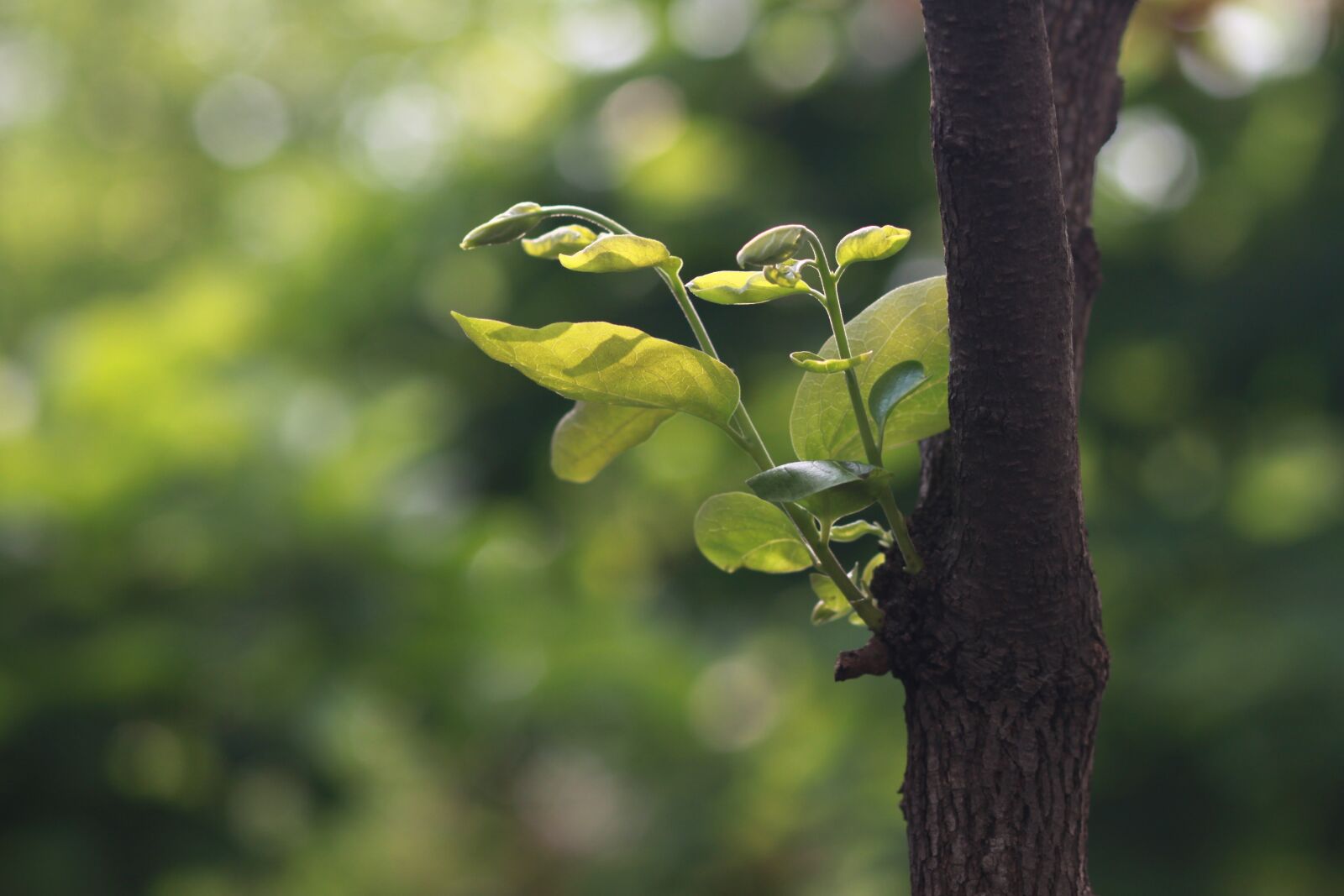 Canon EOS 500D (EOS Rebel T1i / EOS Kiss X3) sample photo. Nature, wood, leaf photography