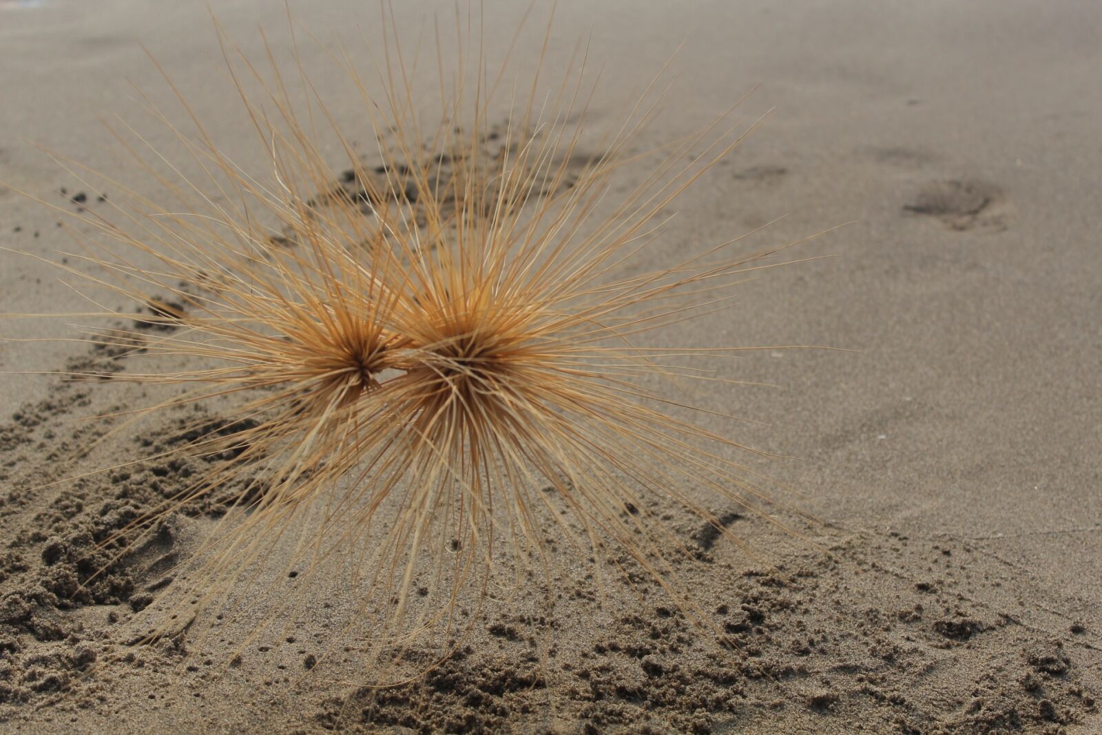 Canon EOS 600D (Rebel EOS T3i / EOS Kiss X5) sample photo. Sand beach, dry, plant photography
