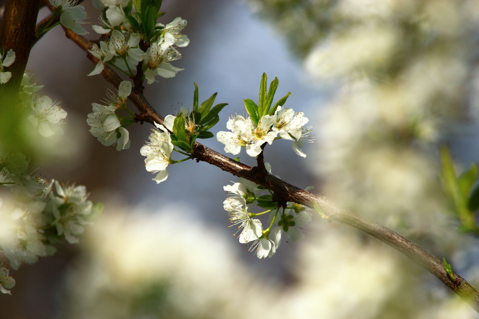 Canon EOS 600D (Rebel EOS T3i / EOS Kiss X5) sample photo. Flower, tree, nature photography