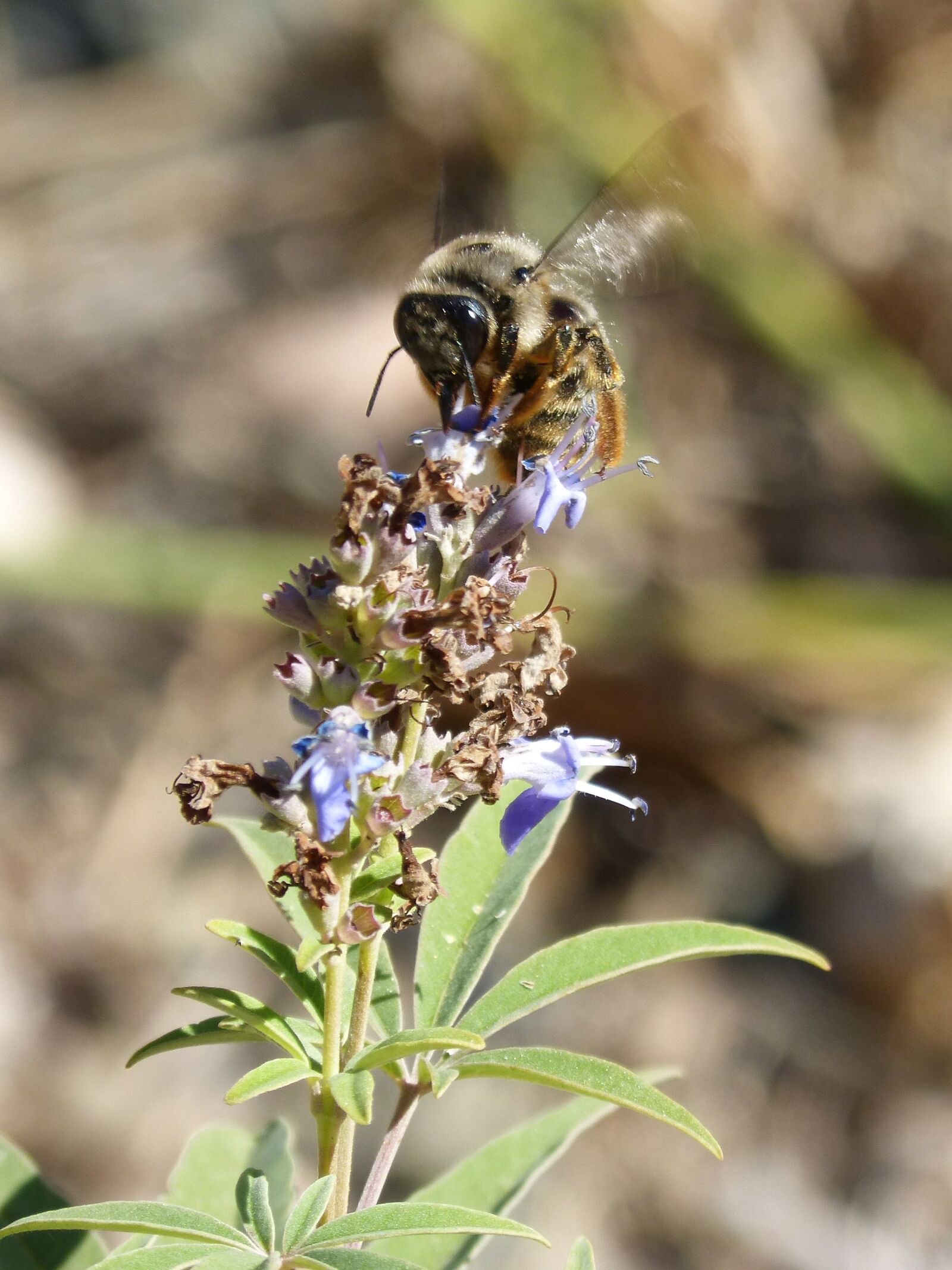 Panasonic DMC-FZ62 sample photo. Bumblebee, flower libar, flap photography