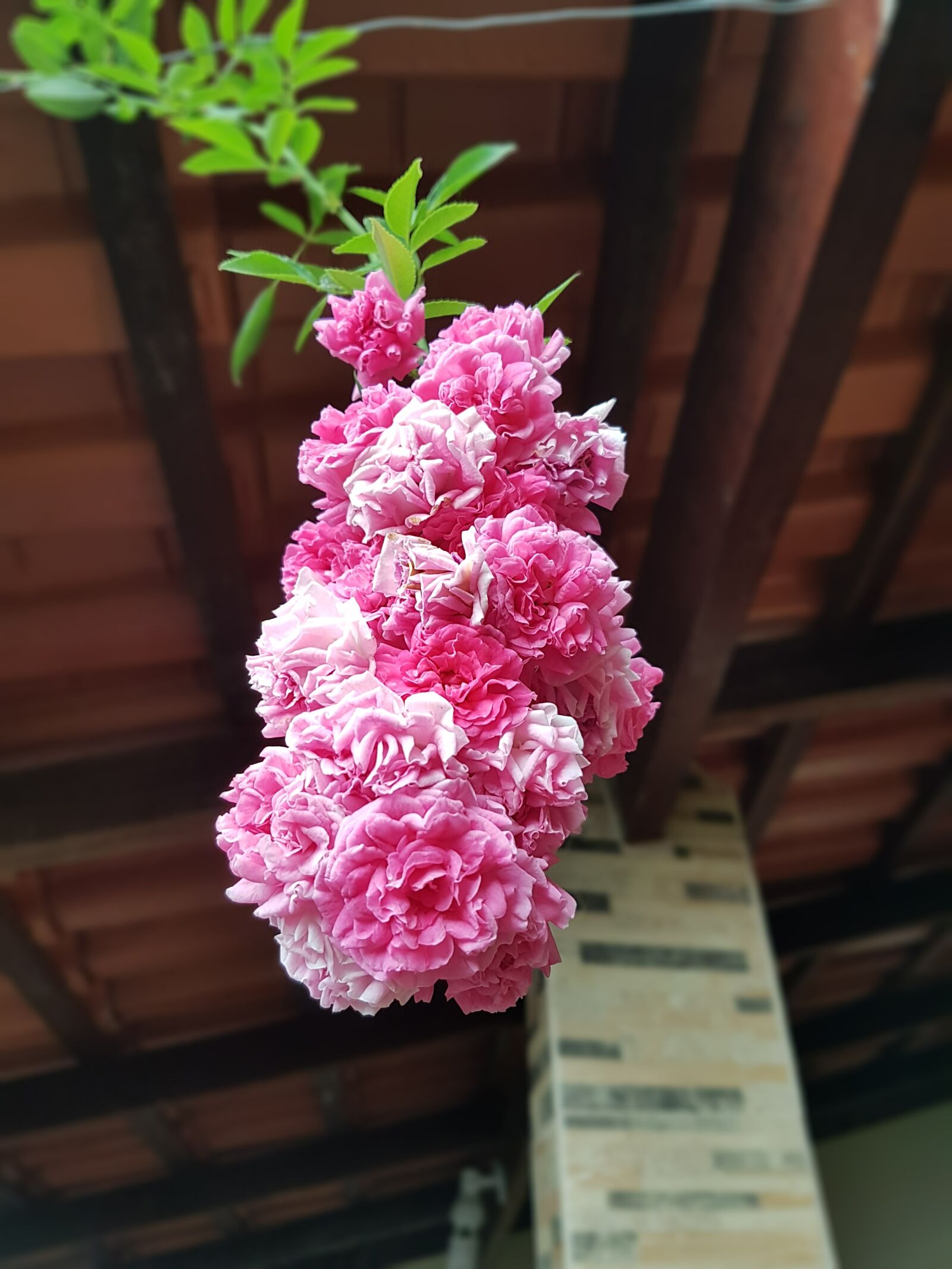 Samsung Galaxy S7 Edge sample photo. Rosa, flower, garden photography