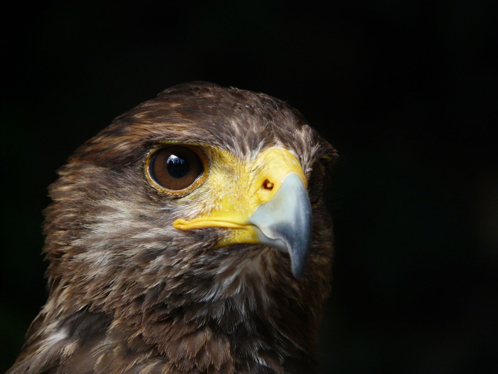 Panasonic DMC-FZ18 sample photo. Royal eagle, bird, raptor photography