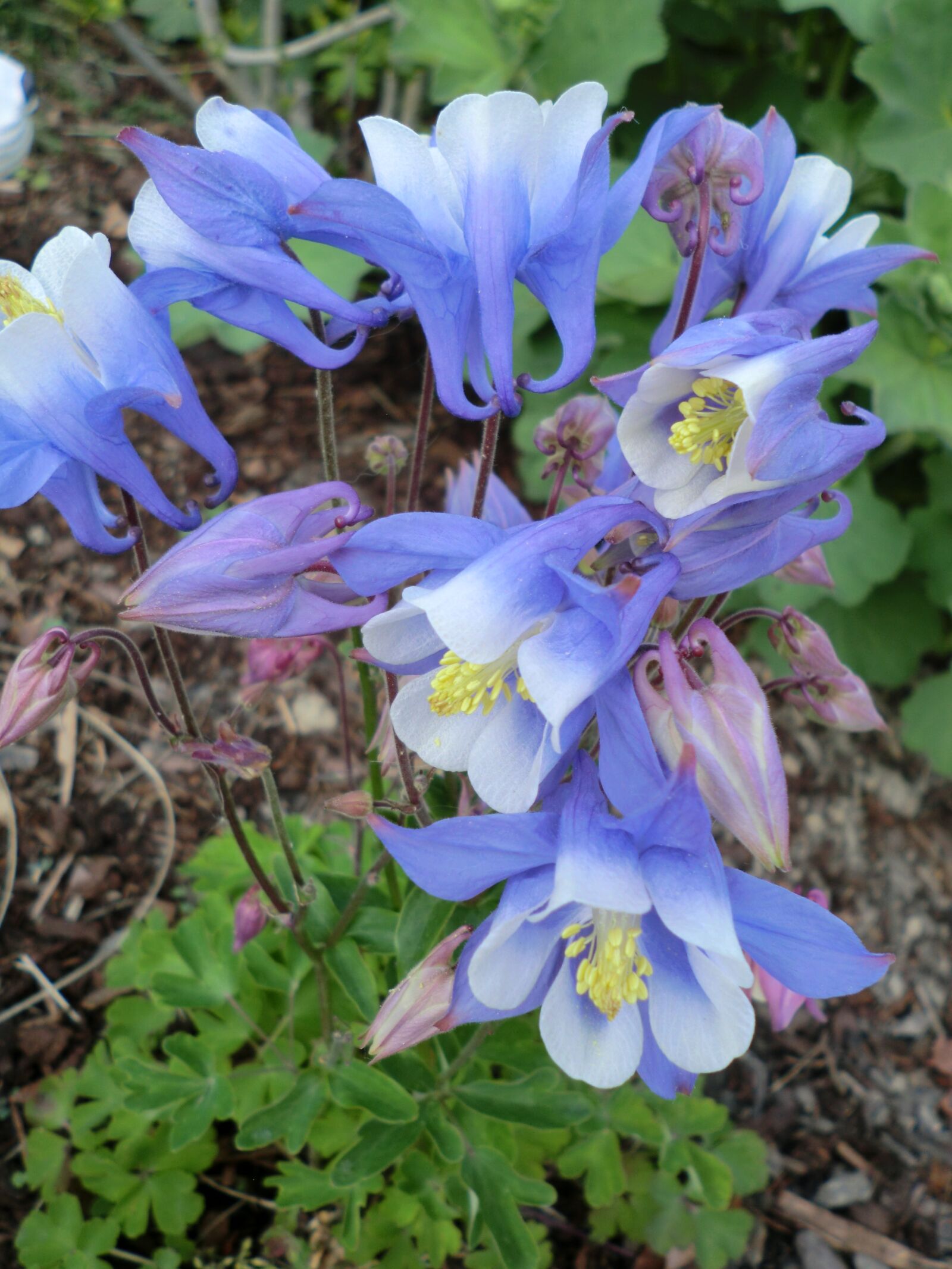 CASIO EX-Z800 sample photo. Columbine, plant, common columbine photography