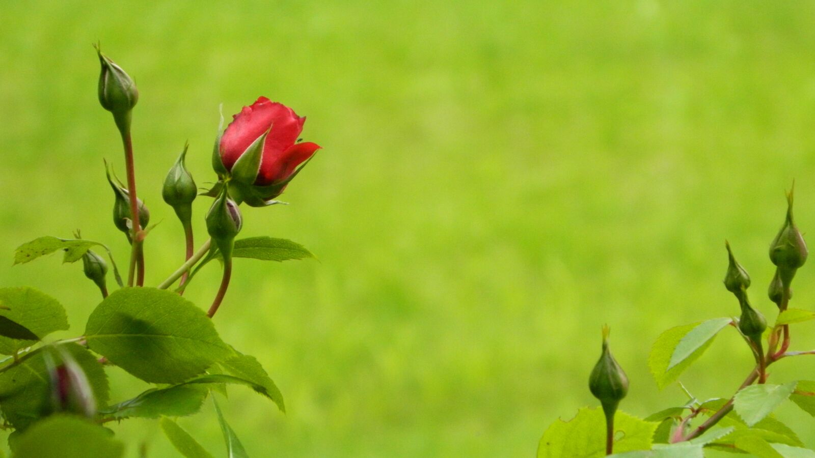 Nikon Coolpix L120 sample photo. Rose, red, bush photography